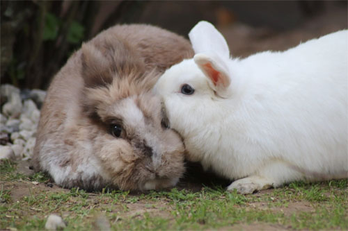 Kaninchen Barkley und Flocke