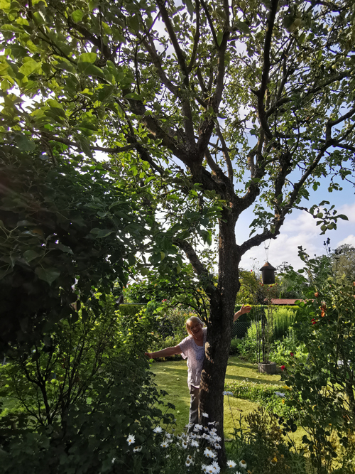 Apfelbaum im Garten