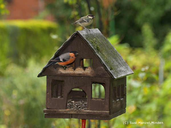 Dompfaff und Blaumeise am Futterhaus