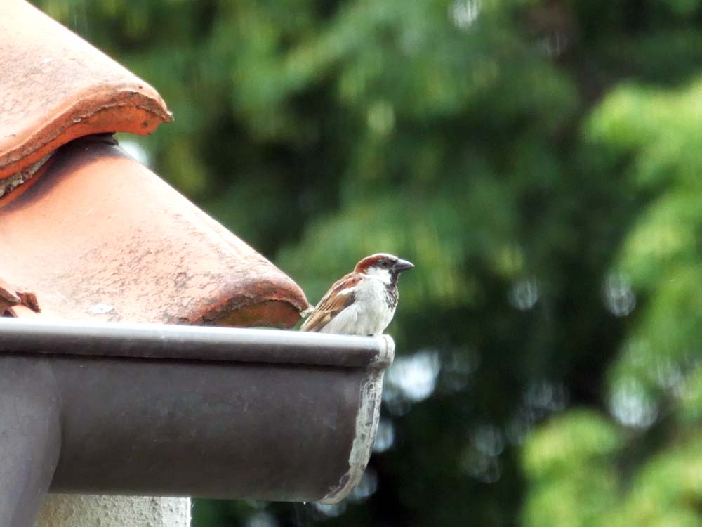 Spatz an der Regenrinne