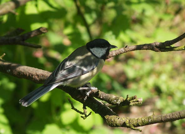 Kohlmeise auf Apfelbaum