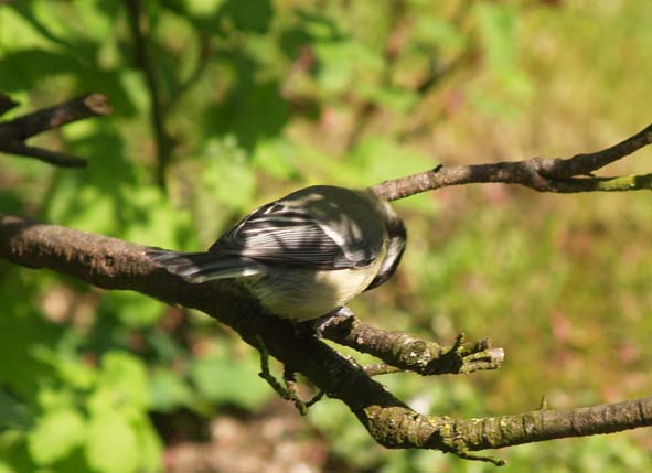 Kohlmeise auf Apfelbaum