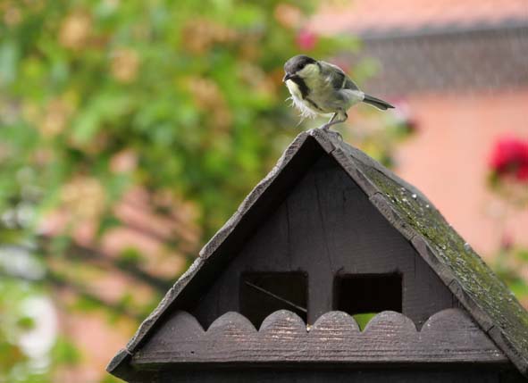 Kohlmeise auf Futterhaus