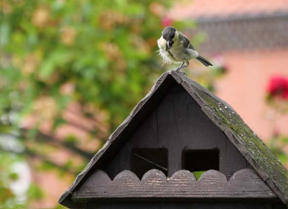 Kohlmeise auf Futterahus