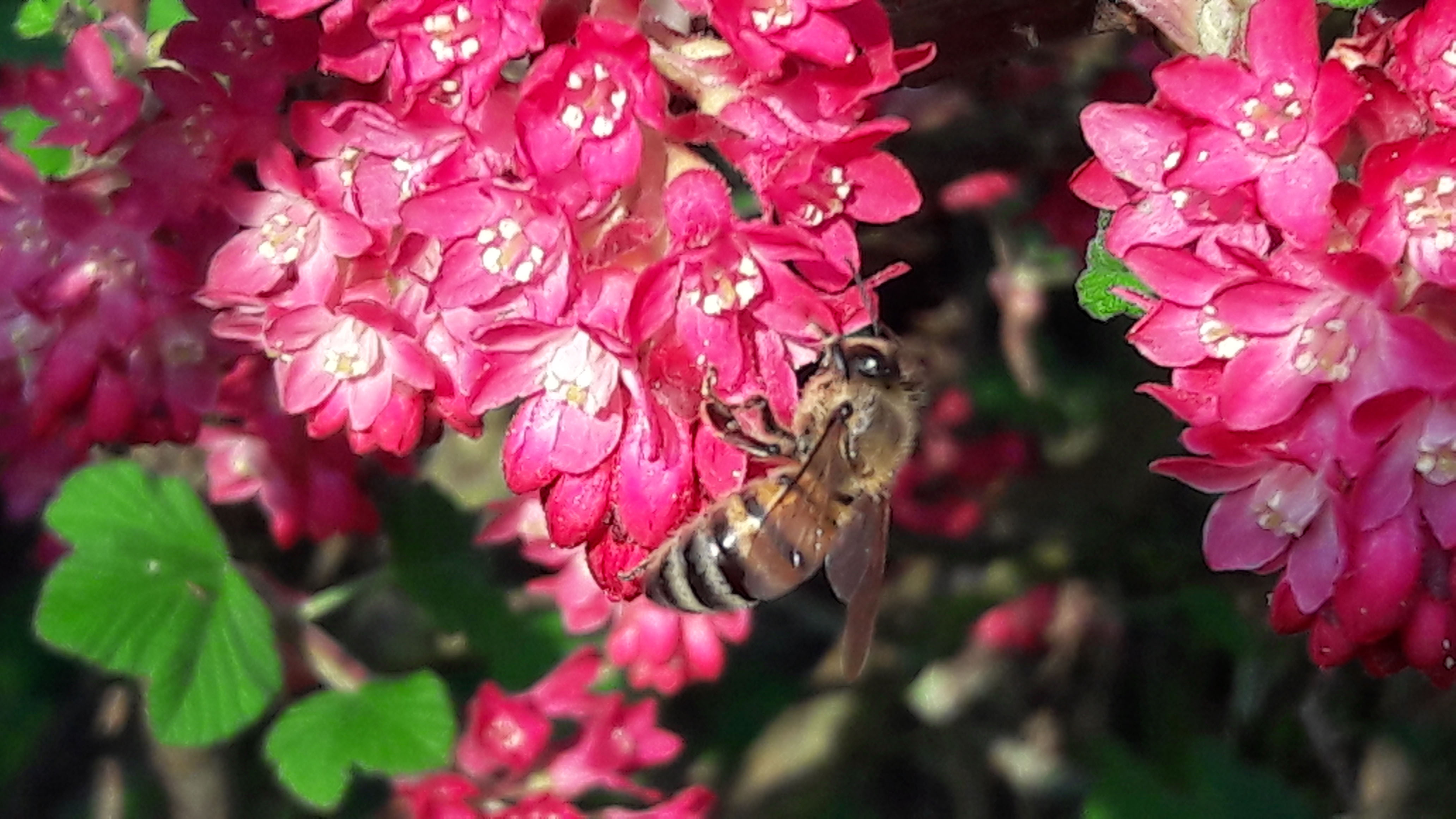 Biene auf Blüte von wilder Johannisbeere