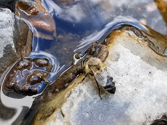 Biene auf einem Stein am Wasser