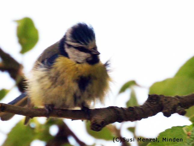 Blaumeise