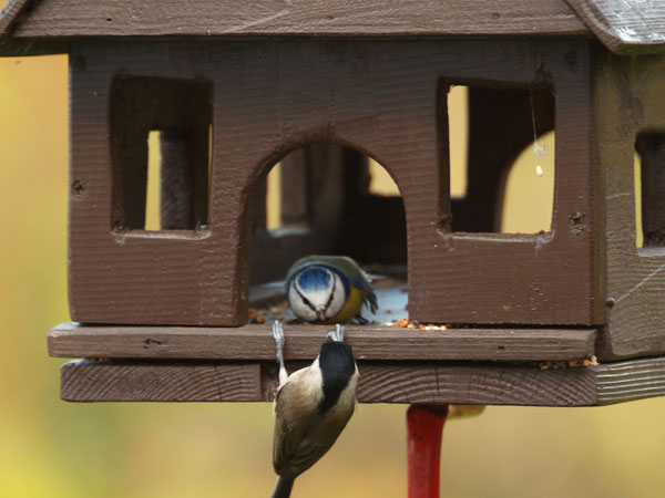 Blaumeise und Kohlmeise