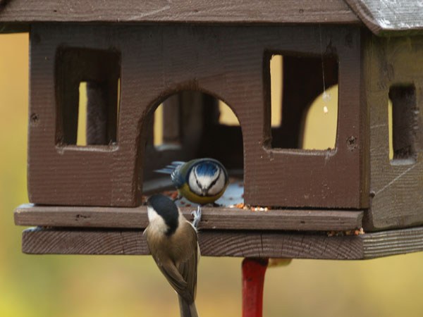 Kohlmeise und Blaumeise streiten sich am Vogelfutterhaus von Susi Menzel