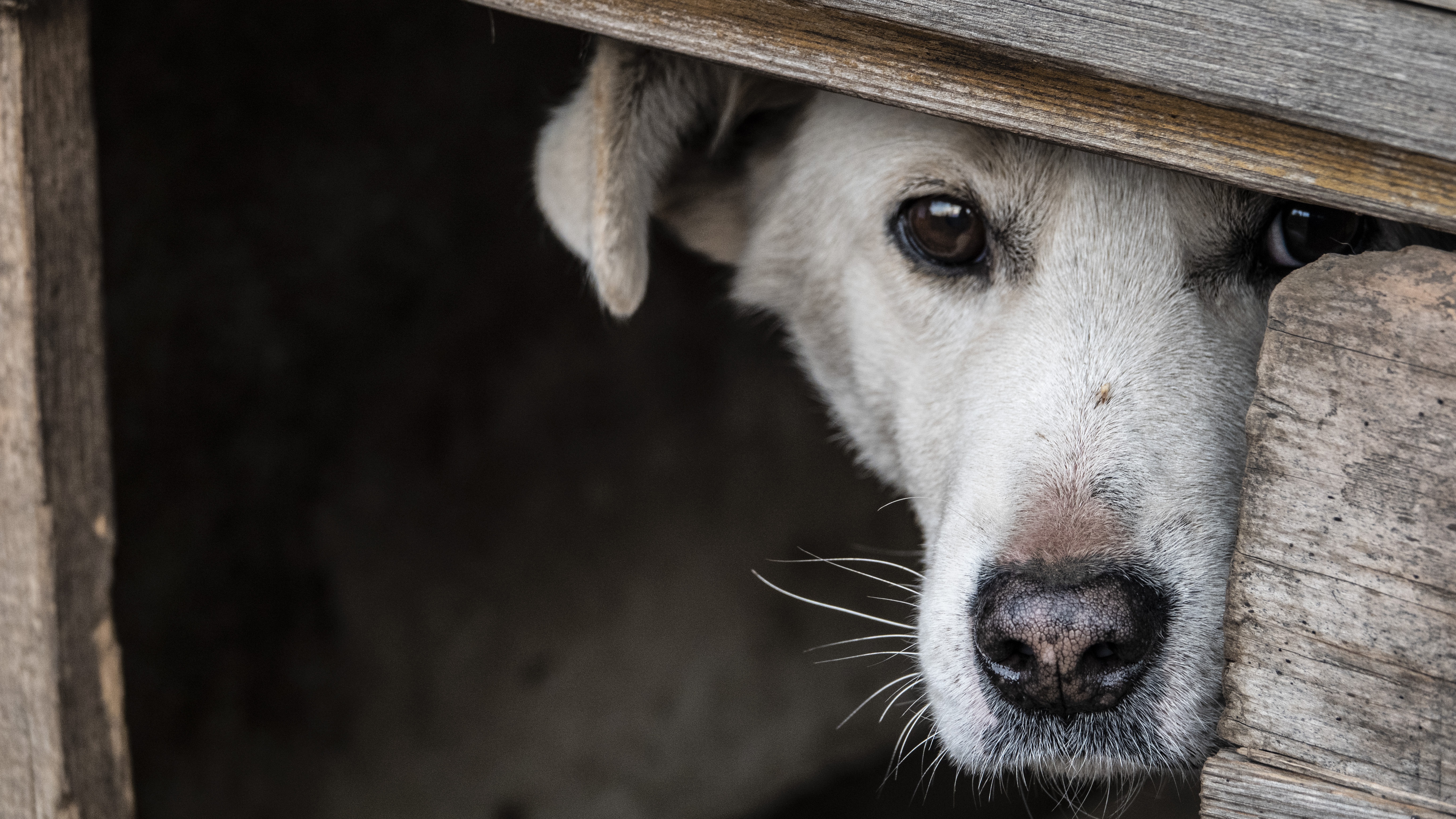 trauriger Hund