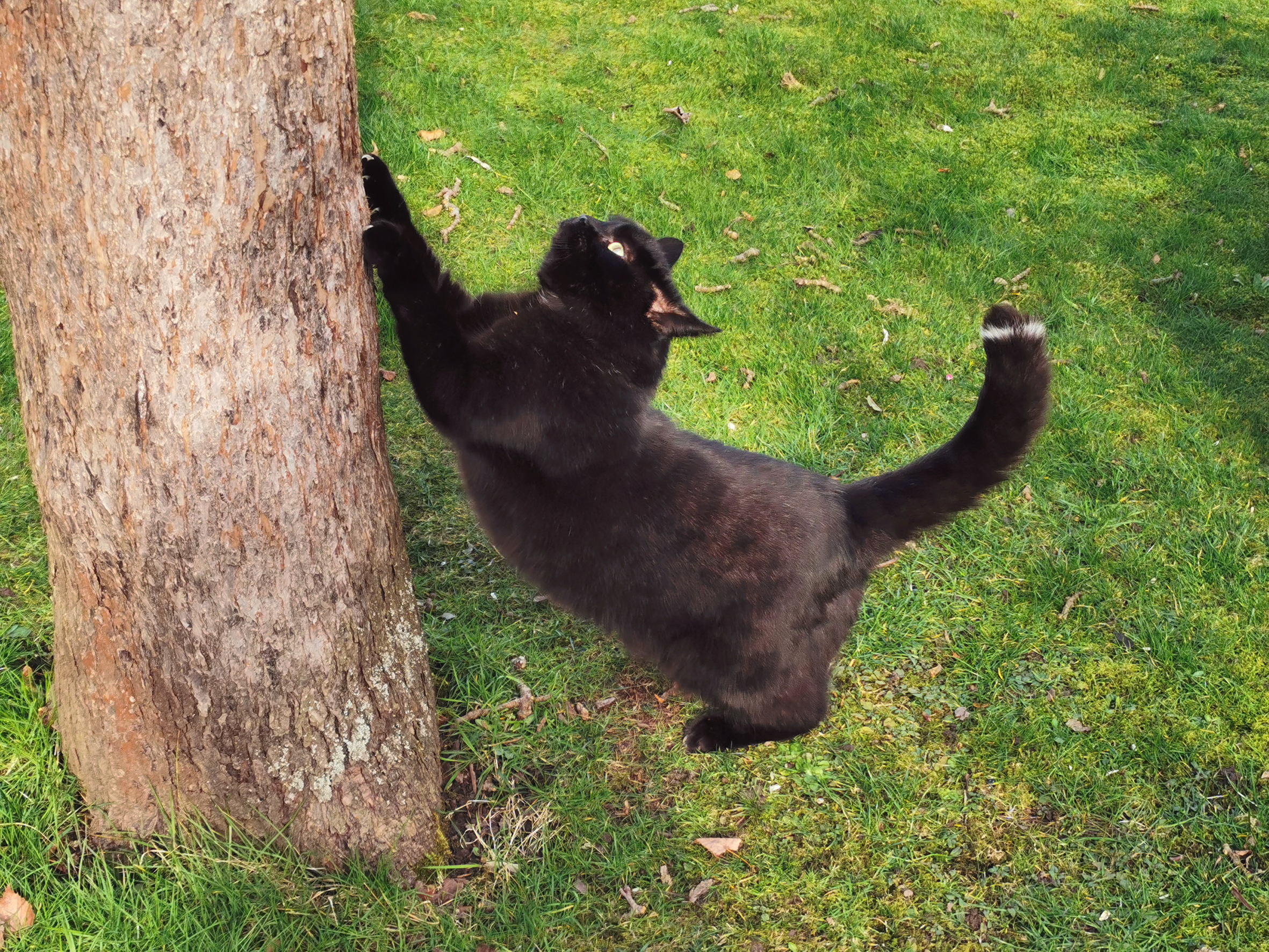 Kater Kringel am Baum kratzend