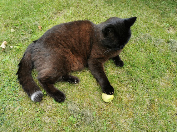 Kater Kringel auf Wiese mit Apfel