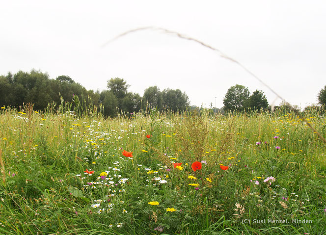 Blumenwiese in Bckeburg - Petzen