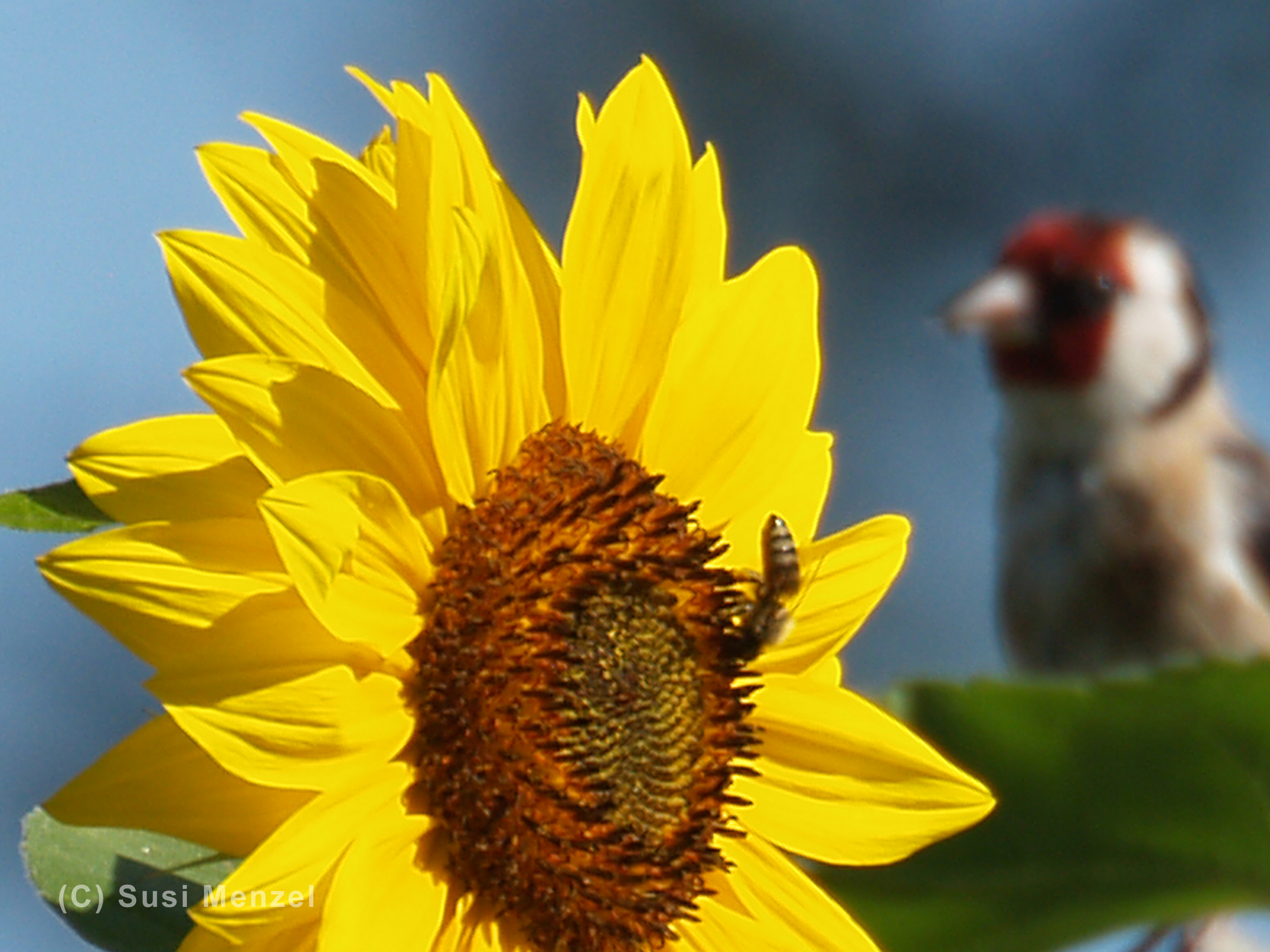 Sonnenblume und Stieglitz