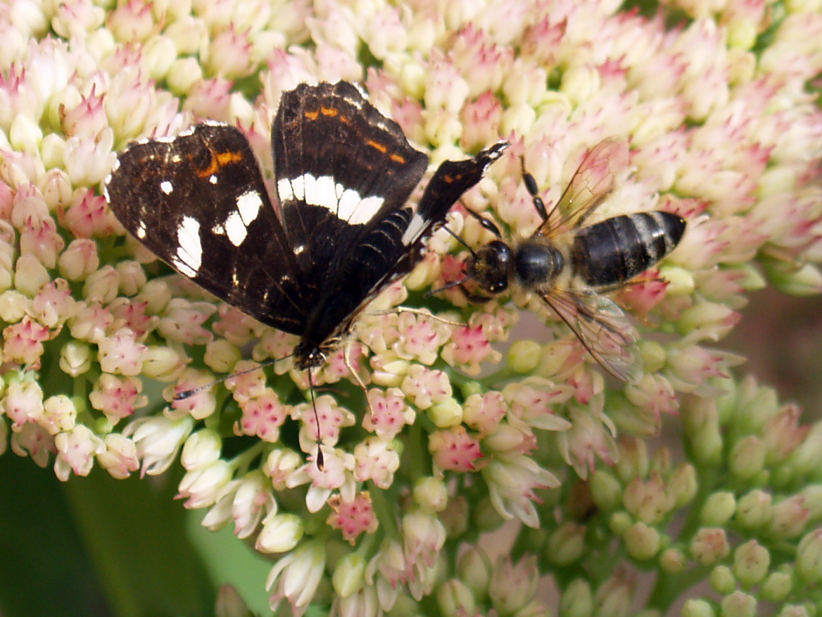 Landkrtchen Schmetterling auf Fetter Henne