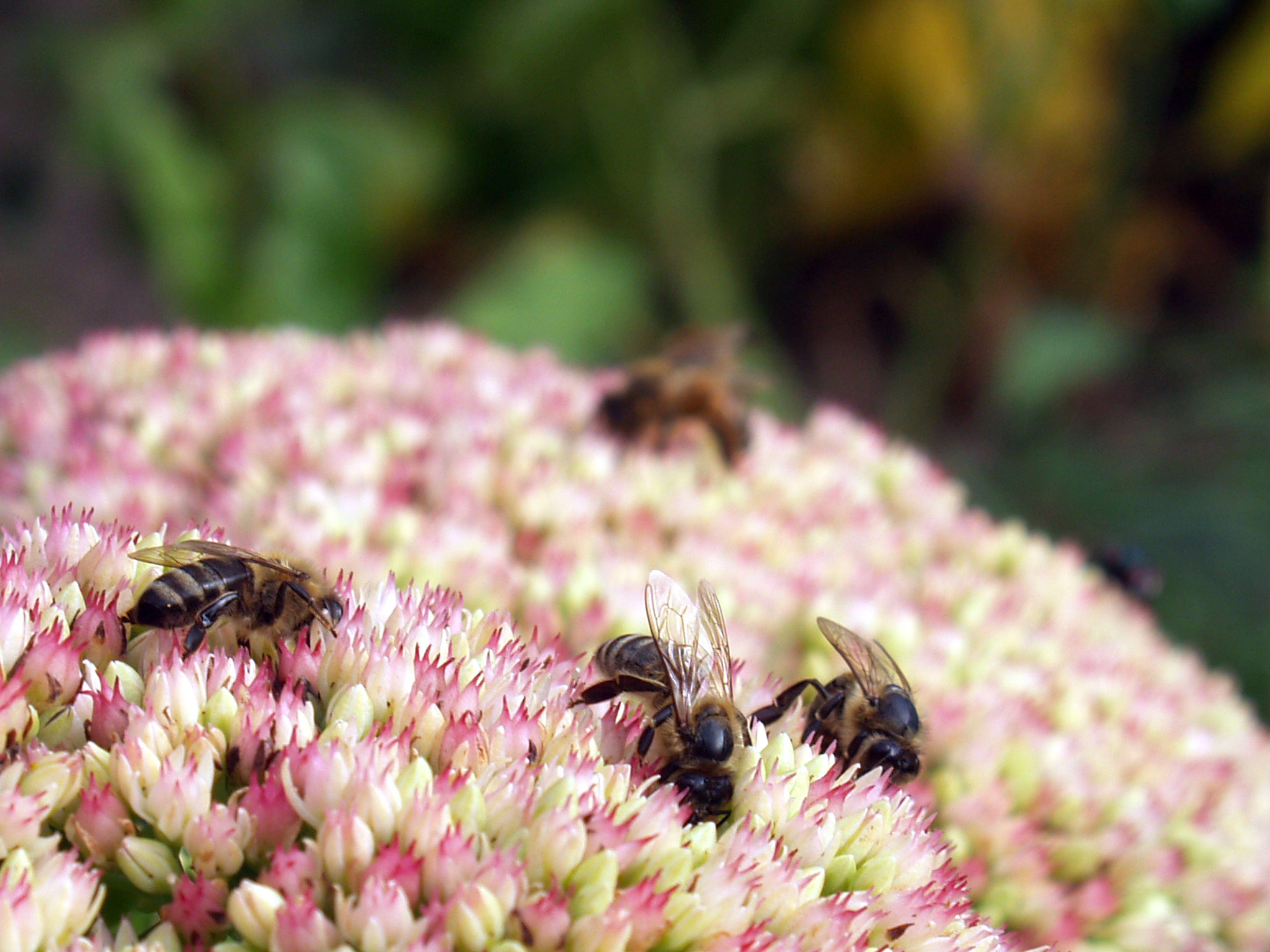 Bienen auf Fetter Henne