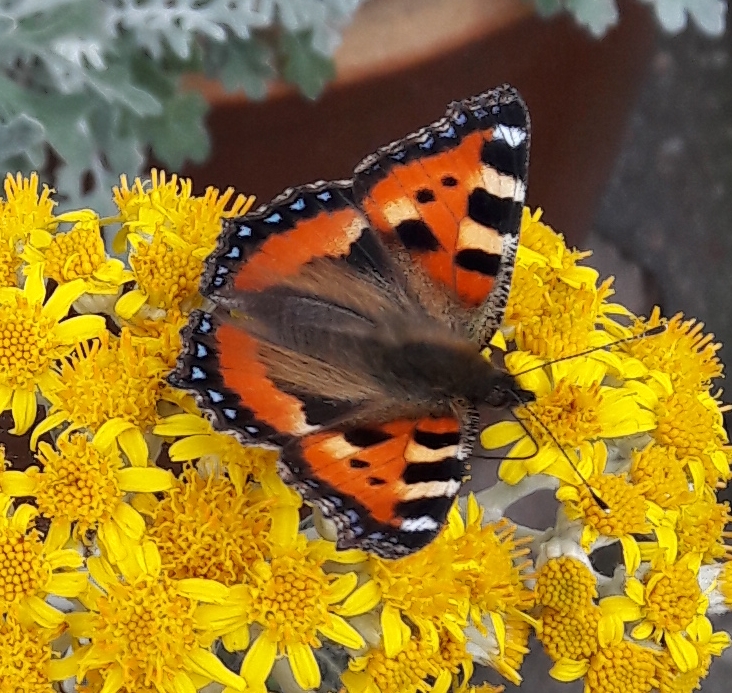 Kleiner Admiral Schmetterling auf Silberblatt