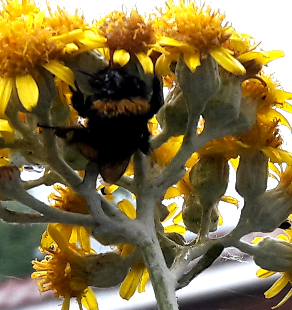 Hummel Schlafplatz und Regenschirm