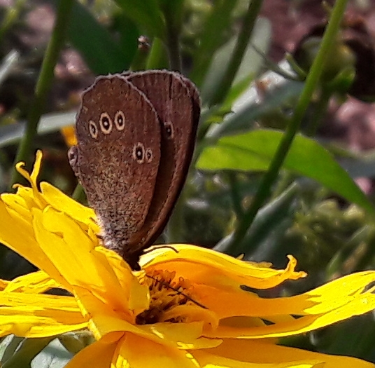 Brauner Br Schmetterling