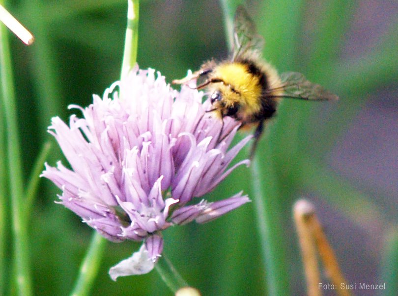 Hummel auf Schnittlauchblte