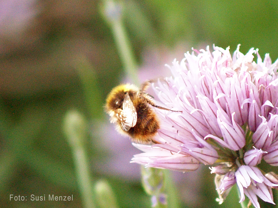 Hummel auf Schnittlauchblte