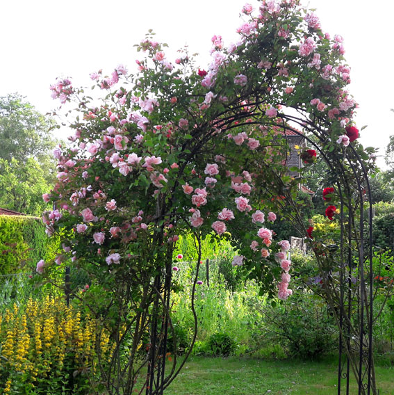 Rosa Rosen am Rosenbogen