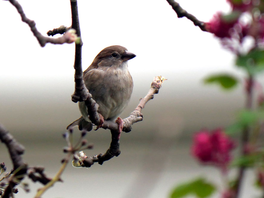 Spatz auf Apfelbaumast