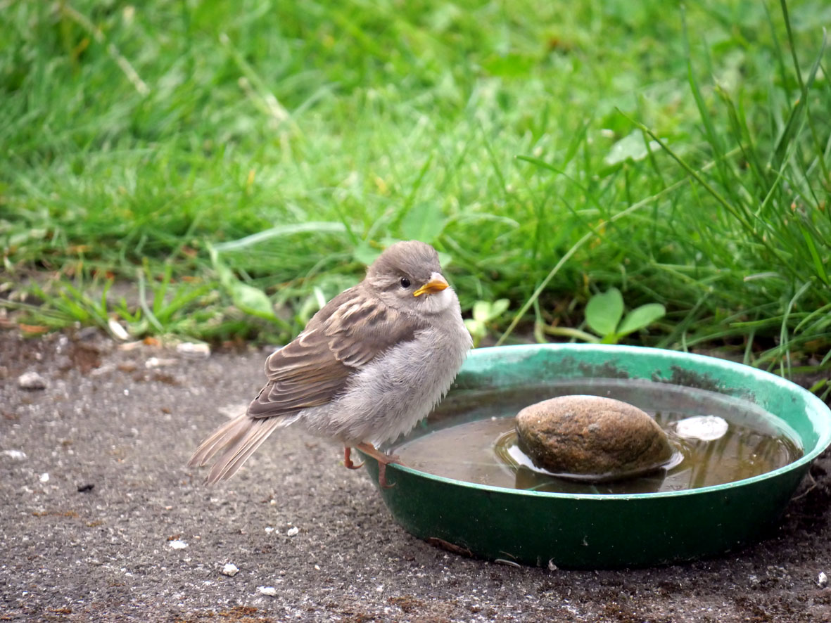 Junger Spatz am Wassernapf