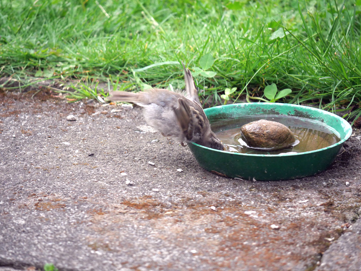 Junger Spatz am Wassernapf