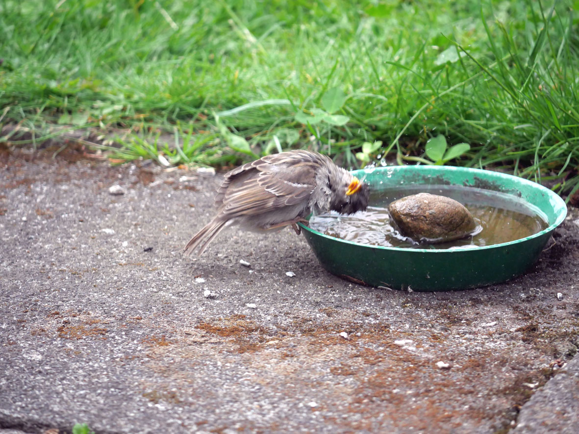 Junger Spatz am Wassernapf