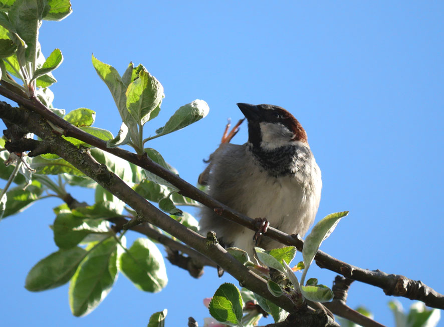 Spatz kratzt sich am Kopf