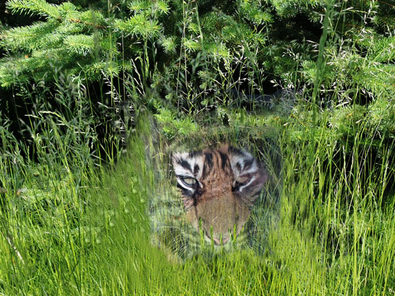 Tiger im Gebsch