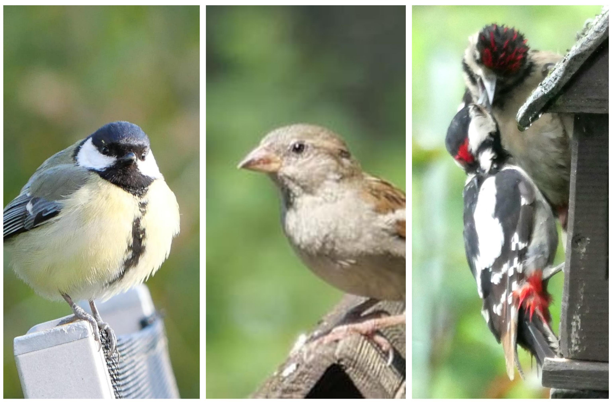 Das Leben am Vogelfutterhaus - Das Tagebuch von Susi Menzel