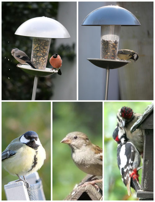 Dompfaff, Kohlmeise, Buntspecht, Spatz am Futterhaus