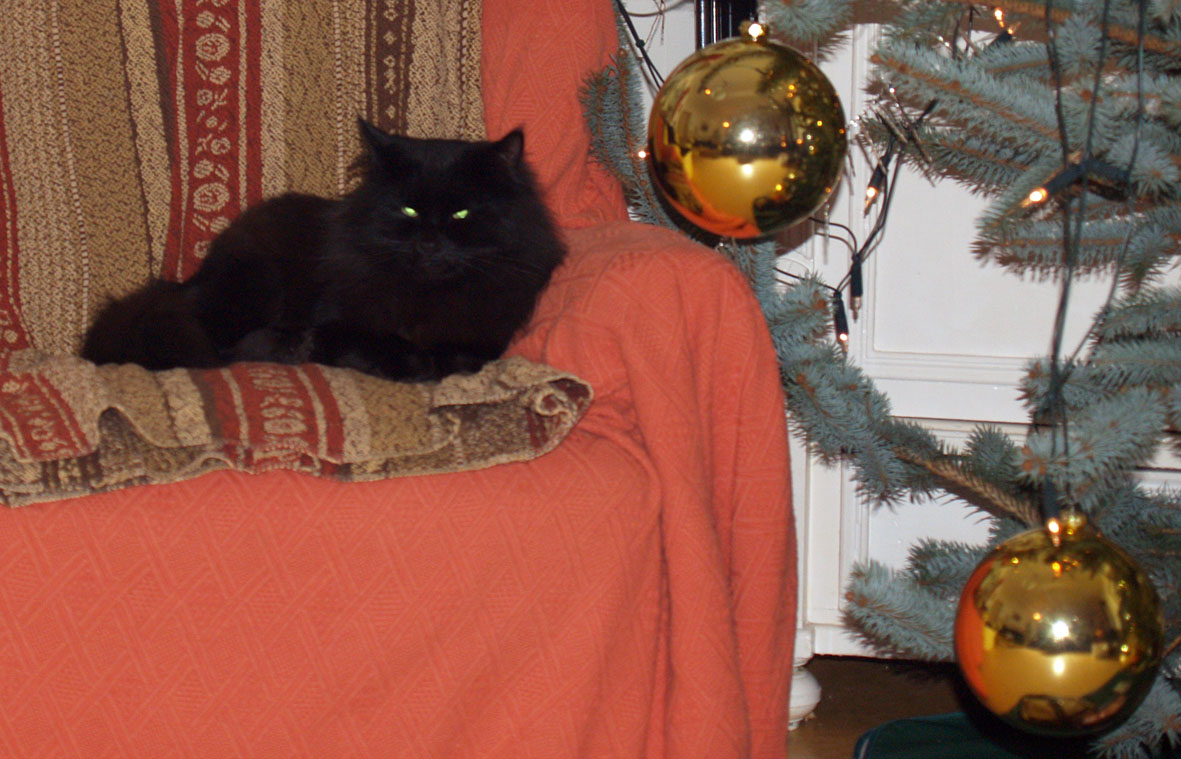 Katze am Weihnachtsbaum